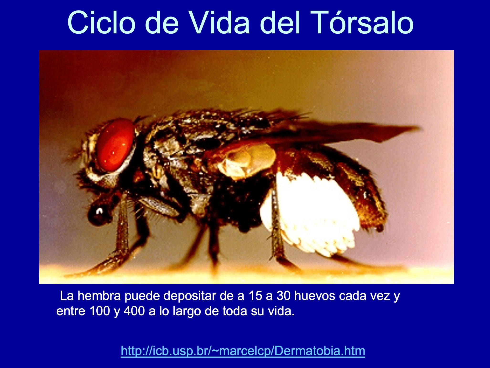 MOSCA - DERMATOBIA HOMINIS