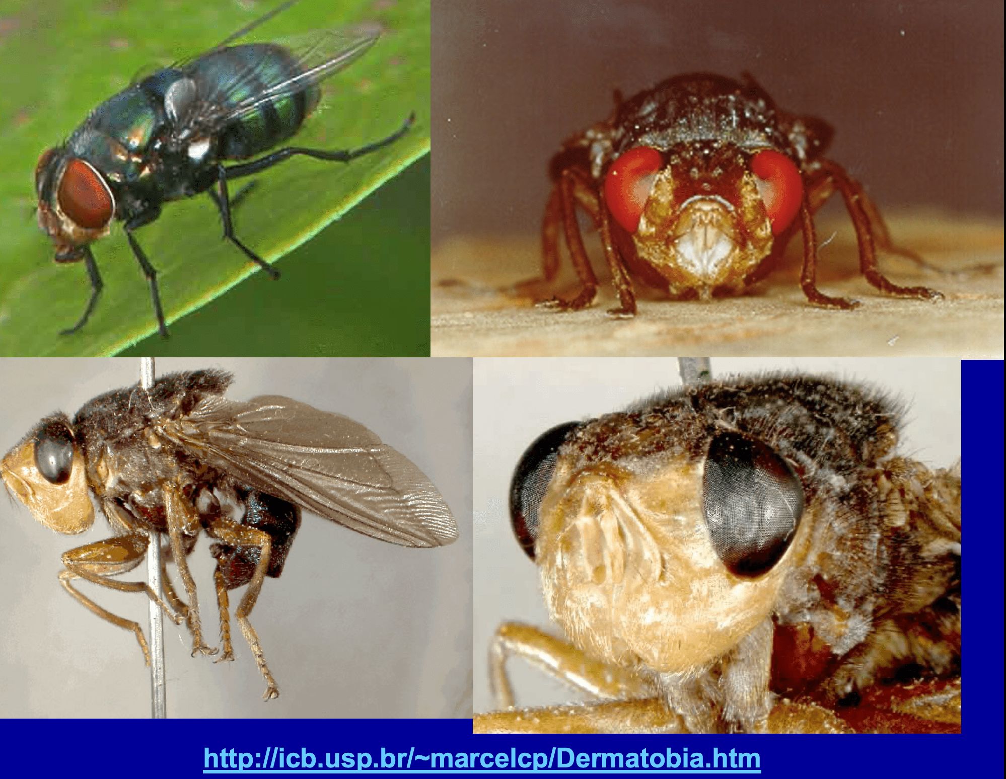 MOSCA - DERMATOBIA HOMINIS